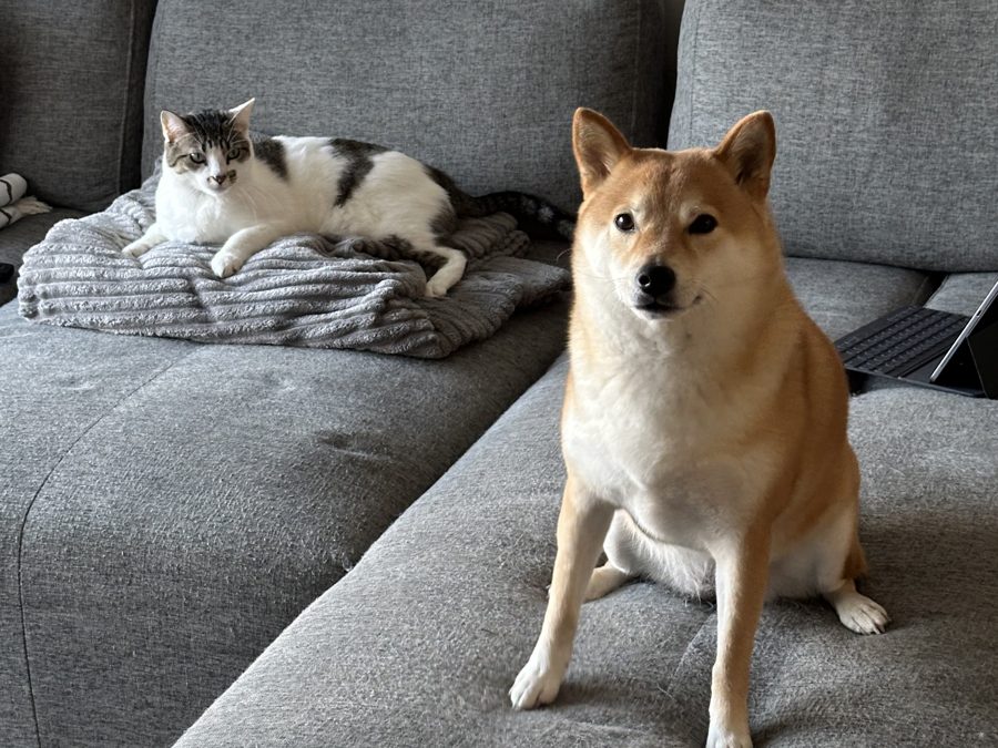 A white and tabby cat resting on a blanket and a Shiba Inu sitting on a gray sofa